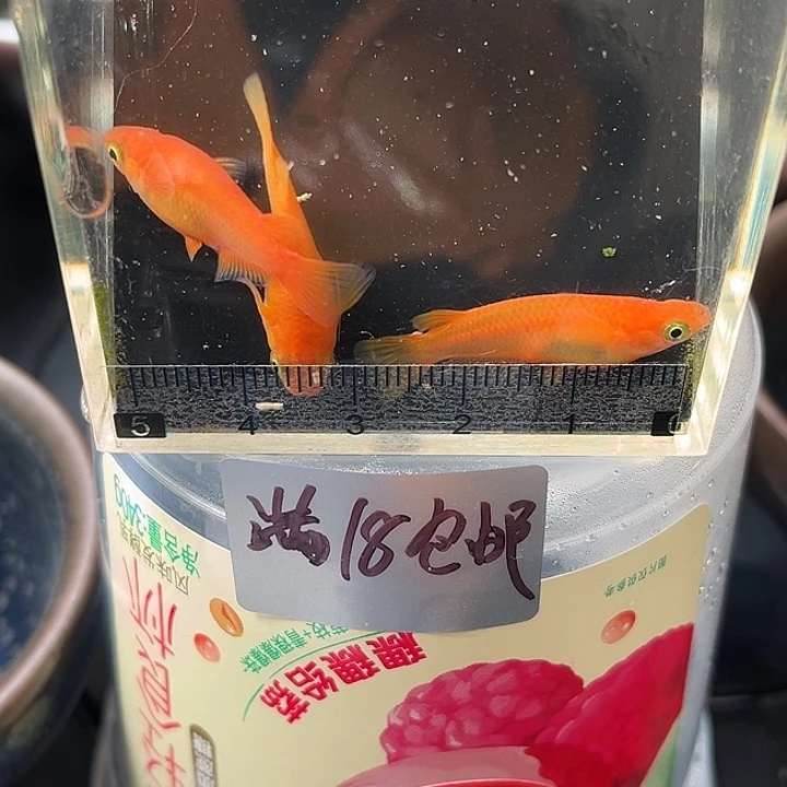 青鳉鱼红胖子3条65号