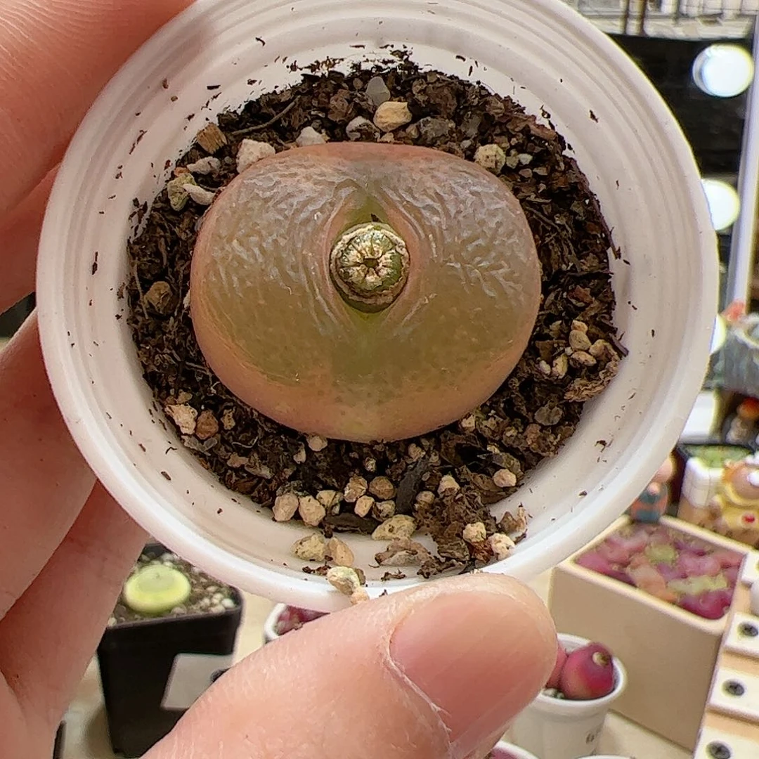 【闪购商品】295 带盆