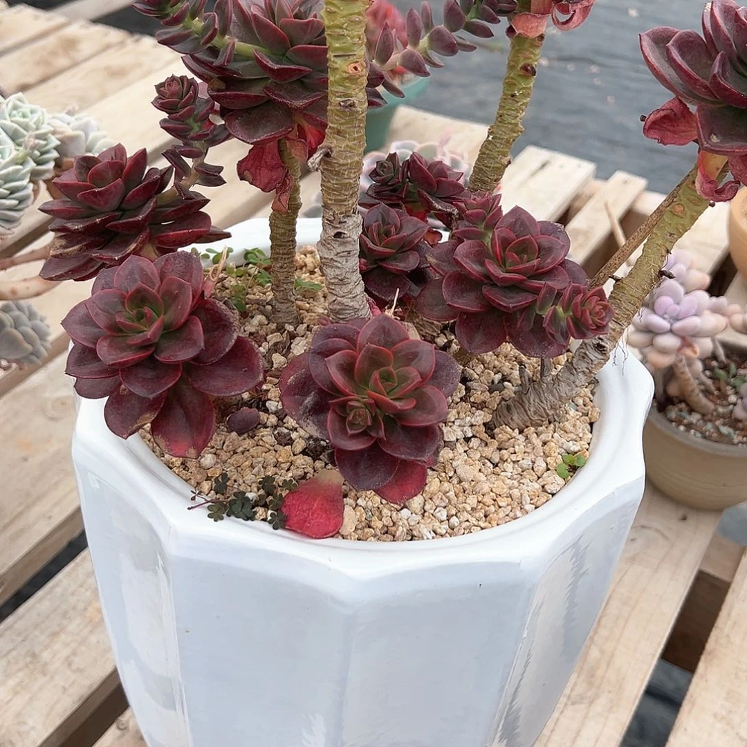 妮*巧克力多肉植物脱土