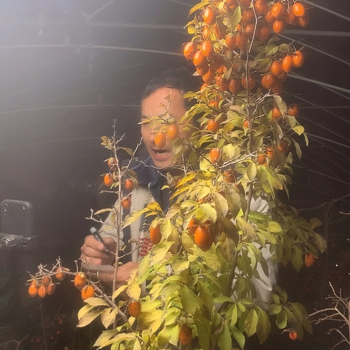 风***林无花朵我们的目标