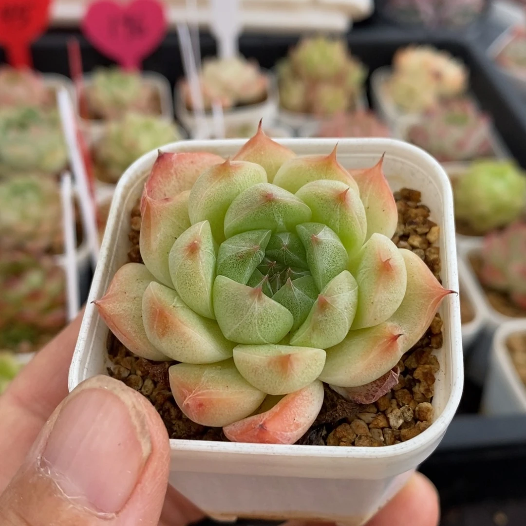 精品多肉一物拍不包整87