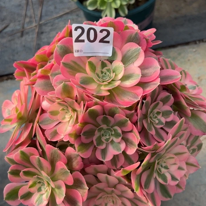 202女巫25厘米左右