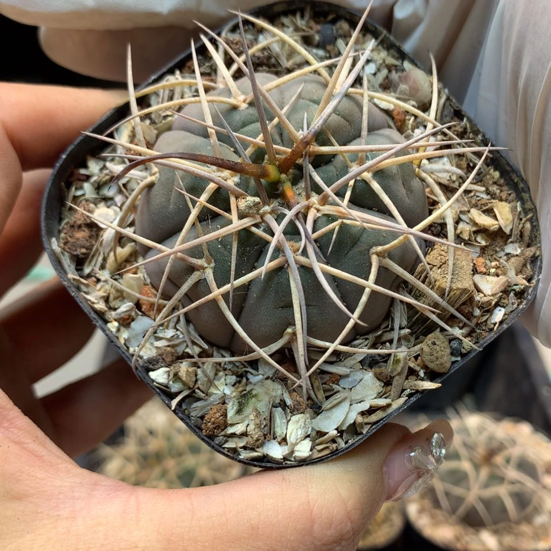 实生 伏刺天平 盆口径7公分