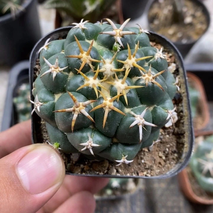 琳***趣实生豪刺象牙特价