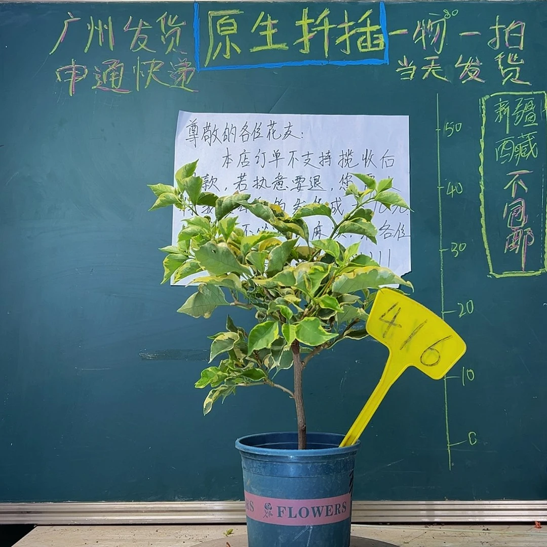 当前无花栽培后可以开花  马斯  416