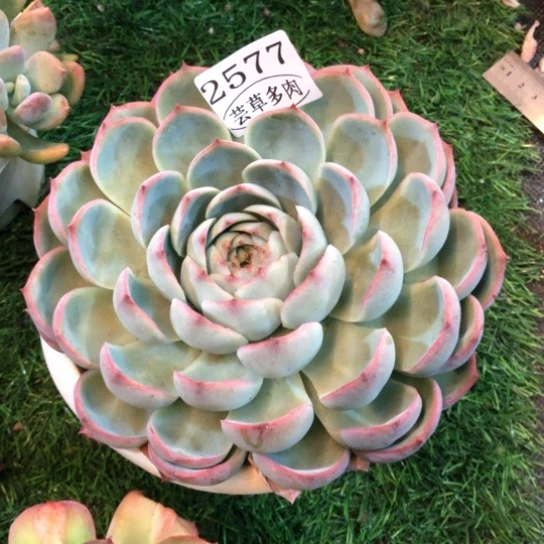 侧影，2577，一物一拍