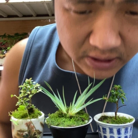 红陶一物一拍所见即所得191