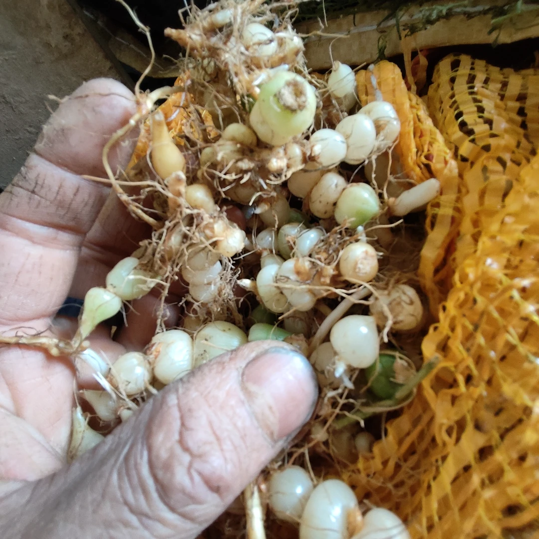 贵州绿植盆栽九子连环草植物500克！可观赏药材见血清