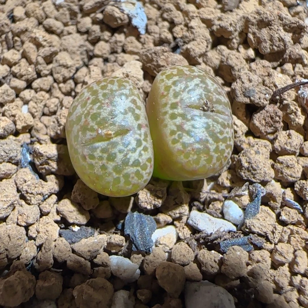 肉锥多肉植物组合-豹纹鸟741