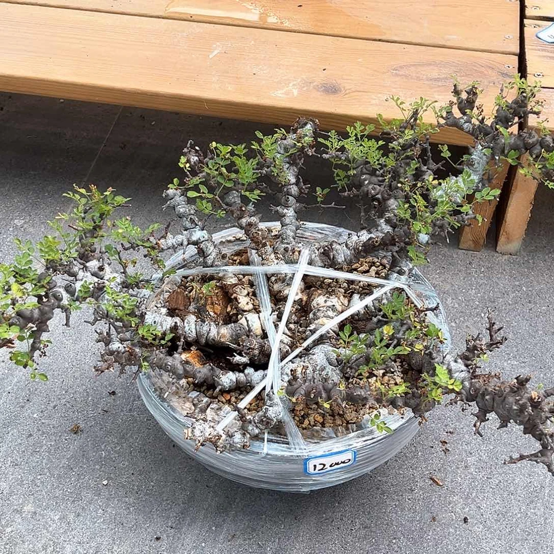 潮流植物 念珠橄榄