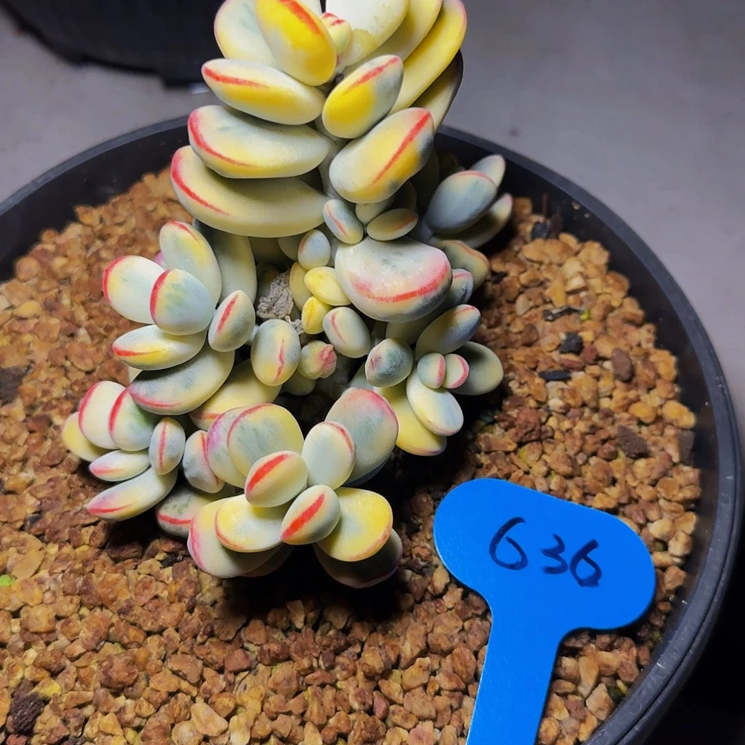 海**想福娘锦636号一物一拍