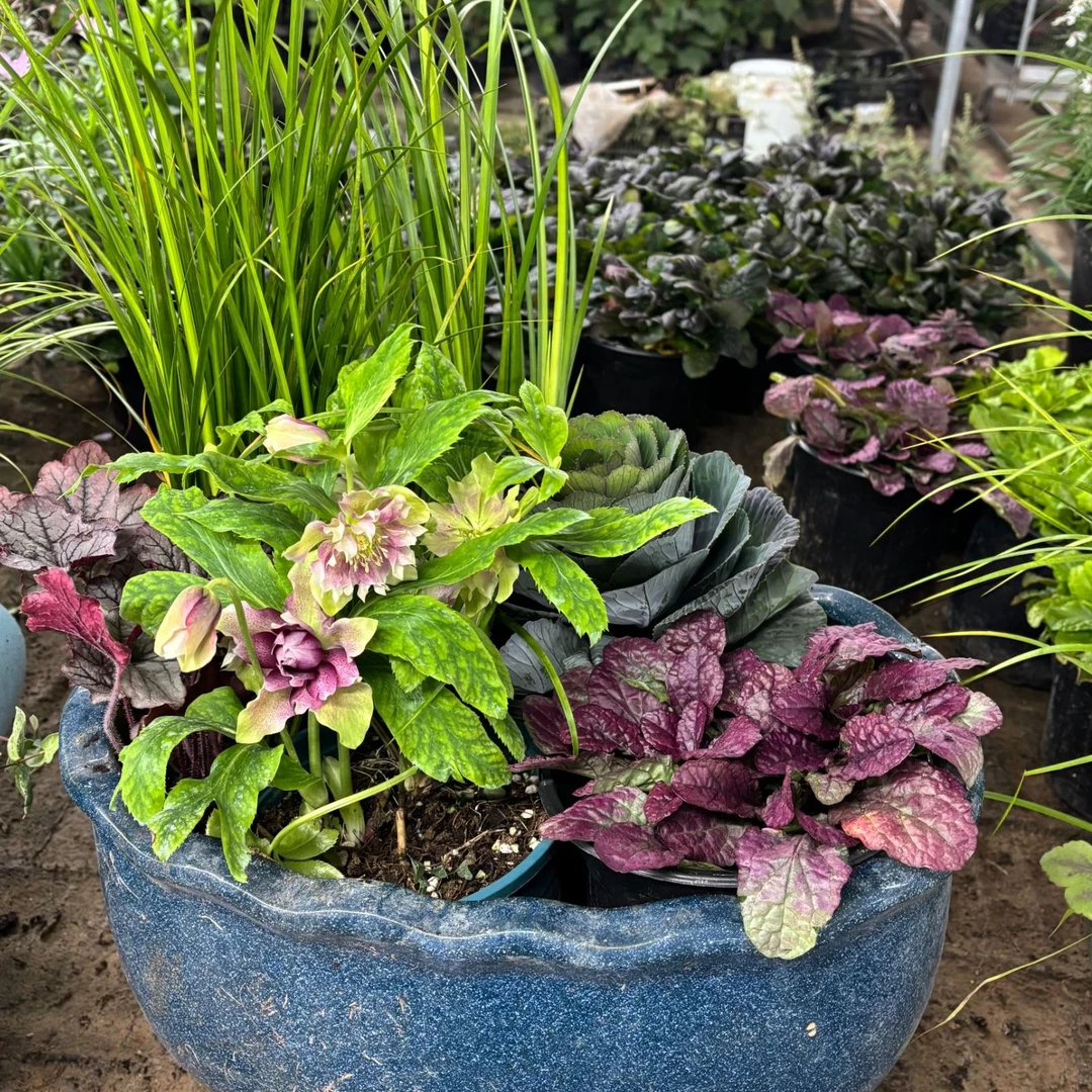 [石菖蒲2+铁筷子花1+矾根1+羽衣甘蓝1+霓虹灯筋骨草1]  耐寒庭院