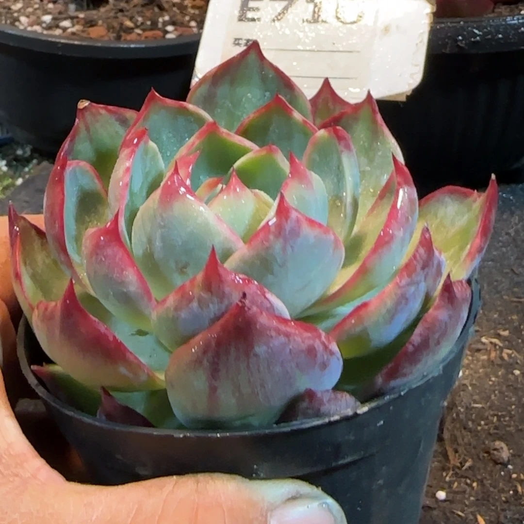 惊鸿一物一拍包装收缩花旱710