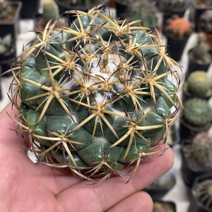 实生中号天丝象牙