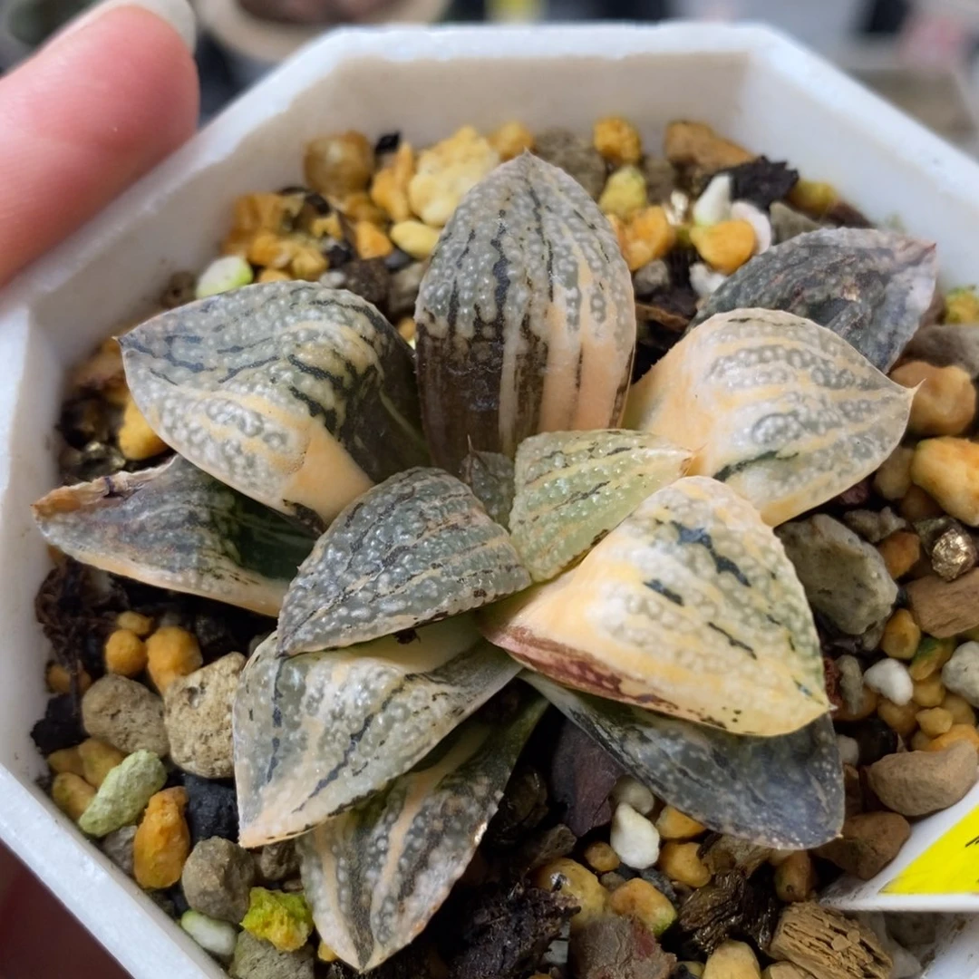 512潘多拉白银锦一物一拍