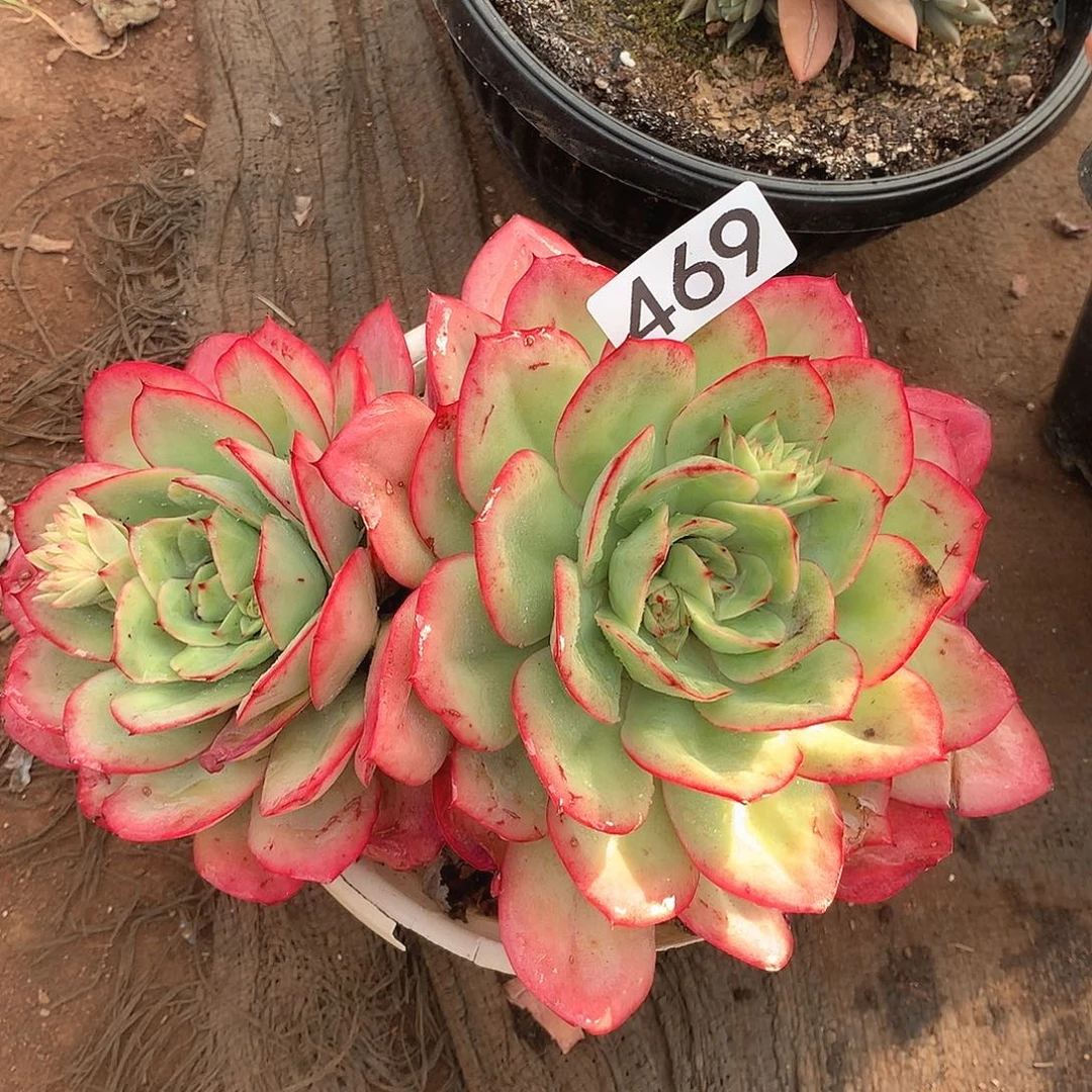 469牡丹亭一物一拍多肉