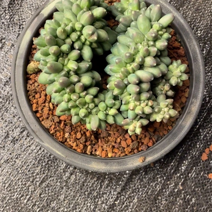 ?****k弥鹿之森一物一图