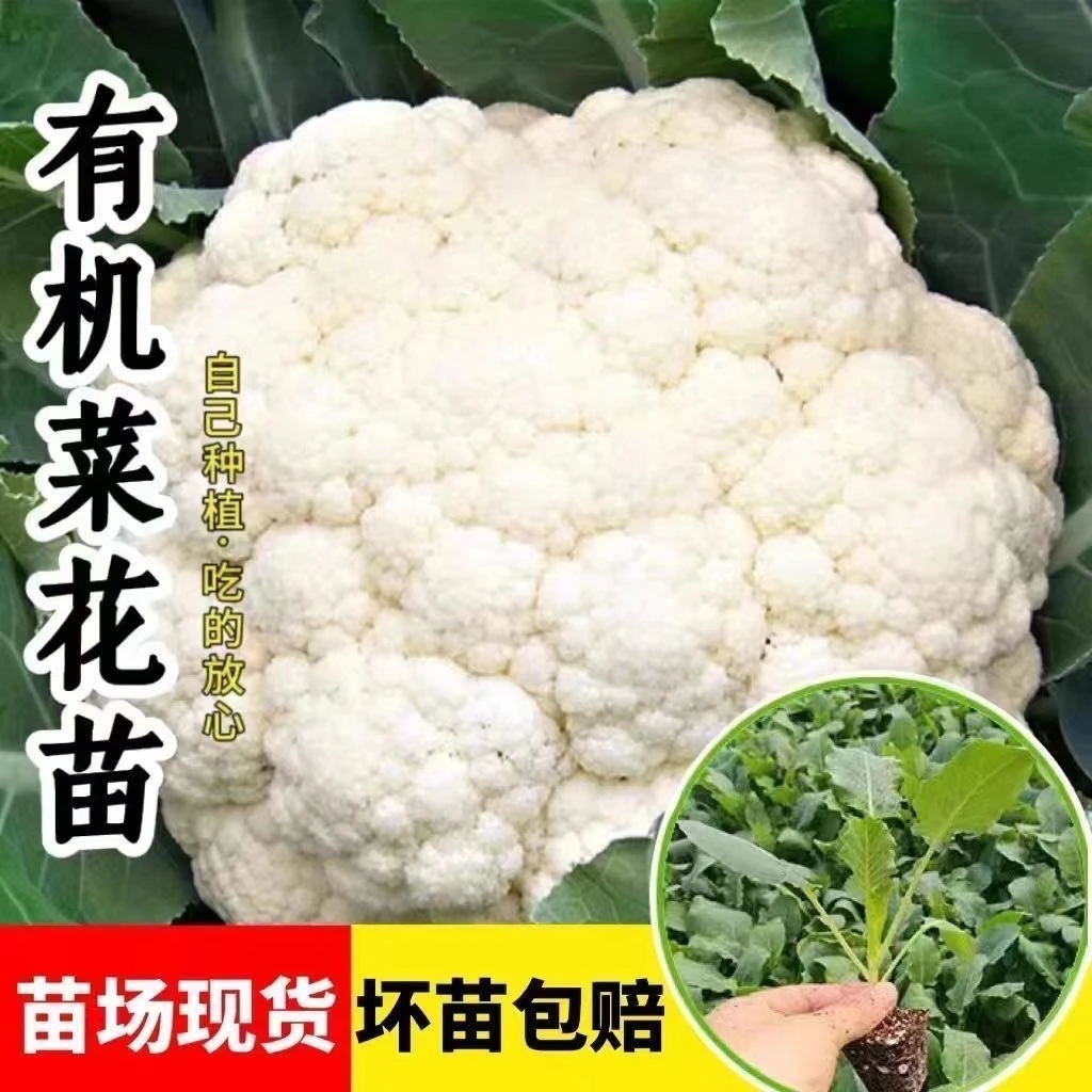 特大花菜球秧苗米粒细半松花菜穴盘育苗阳台庭院种植