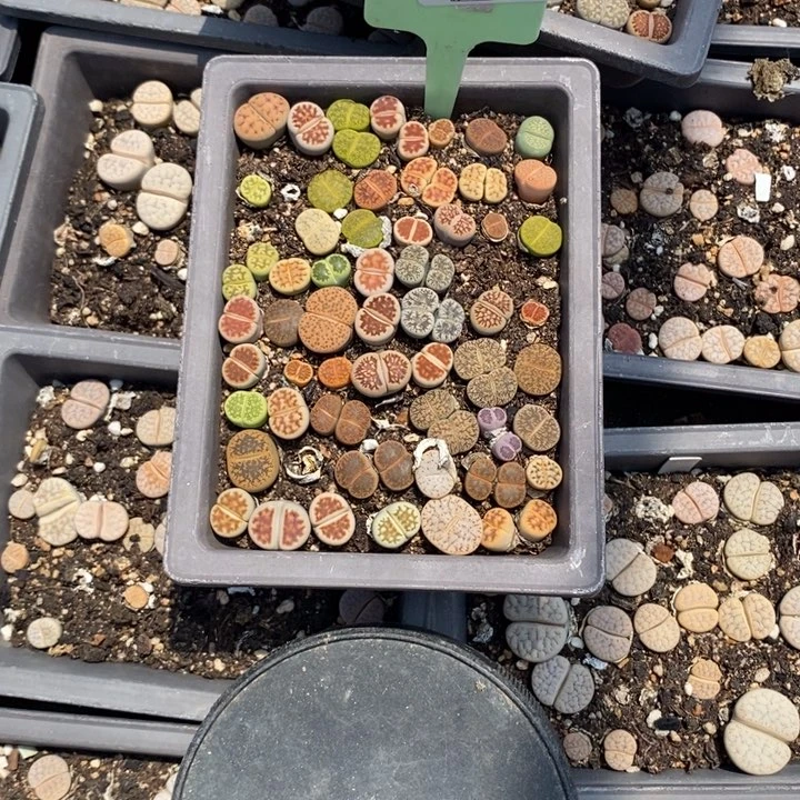 ꧁***꧂生石花等植物的397