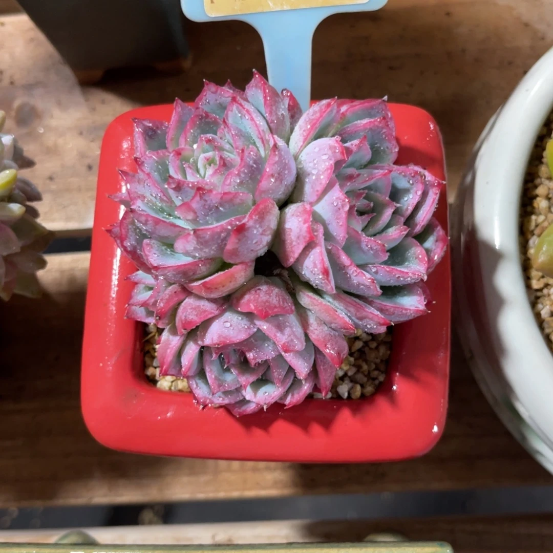 云尘多肉一物一拍不含盆378