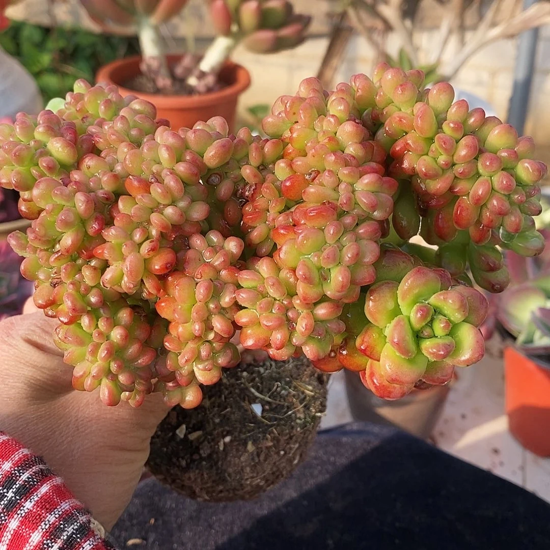 丸叶松绿缀化非常漂亮