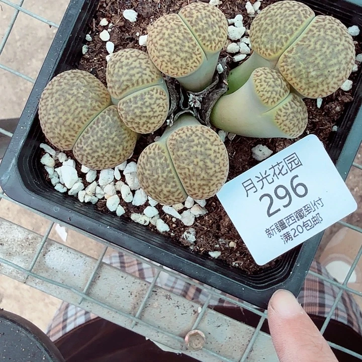 哈哈笑不出话就笑道296是