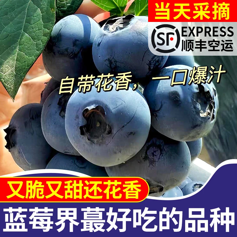 【粉丝专享送三盒】花香蓝莓现摘现发脆甜爽口基地采摘 顺丰包邮