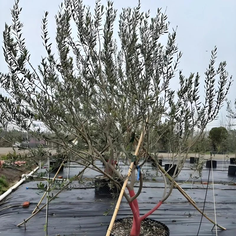西班牙油橄榄盆栽花镜植物银灰色树苗庭院阳台四季常青好养活观叶
