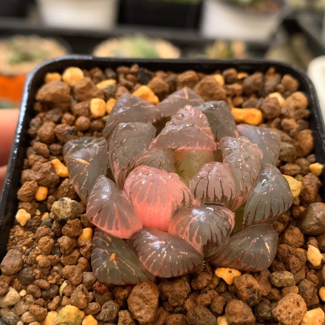 紫罗兰玉露锦，带盆发货