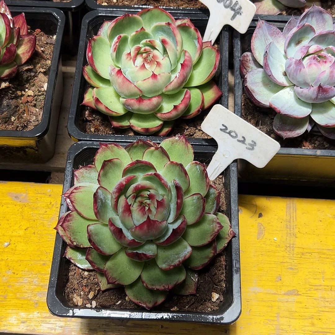 惊鸿仙子两颗2023.5004号