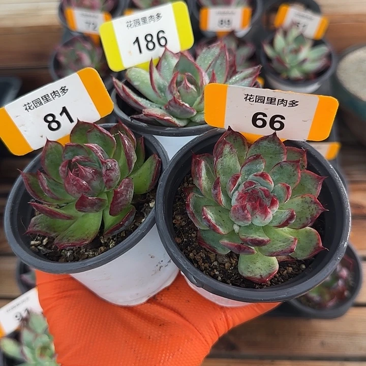 186、66、81 惊鸿仙子多肉植物