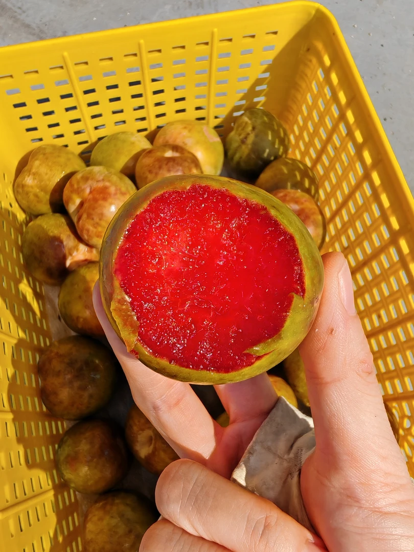 新疆【恐龙蛋味帝李子】新鲜红心皮微酸肉纯甜夏日水果 【顺丰到家】