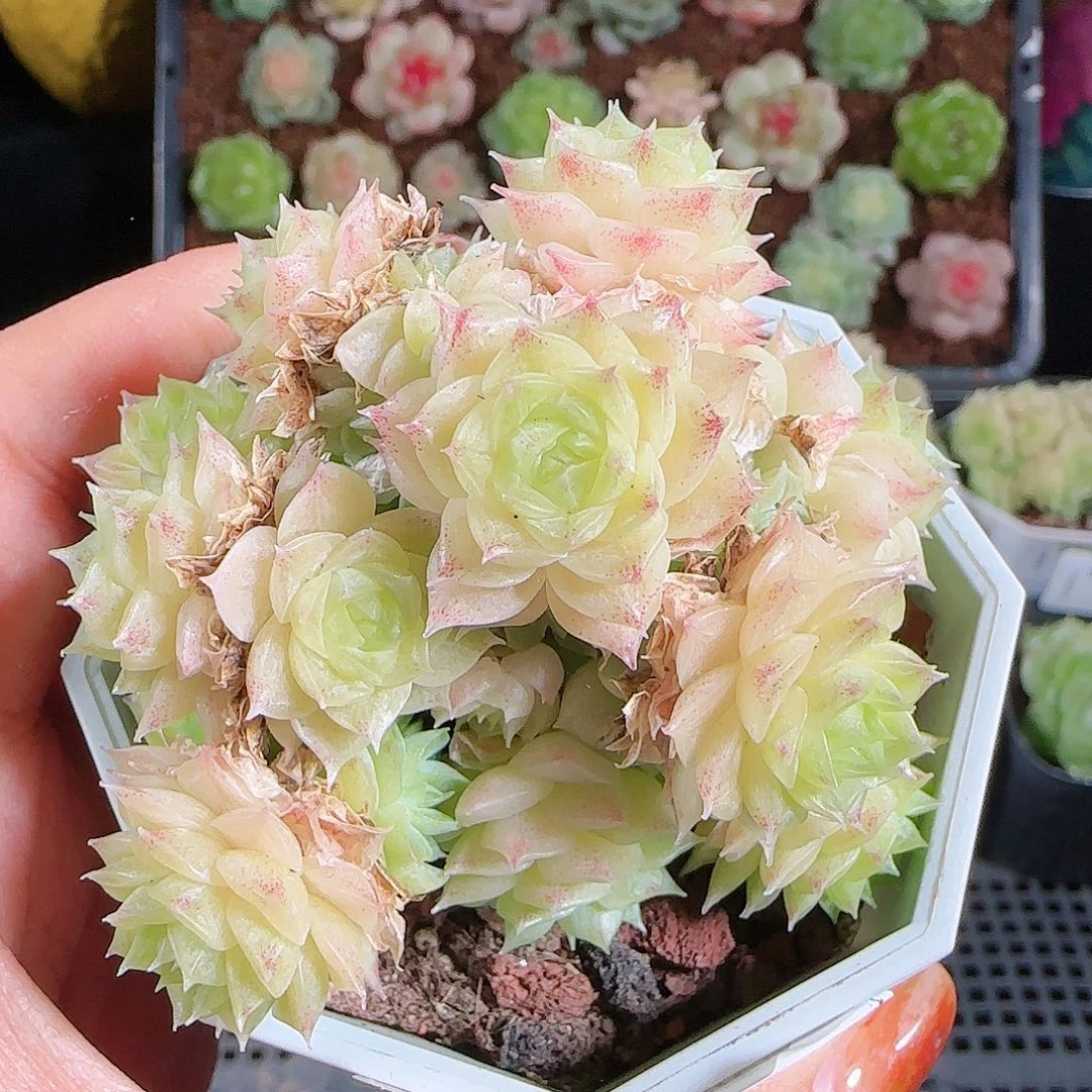 1023--144麦秆优选不包整