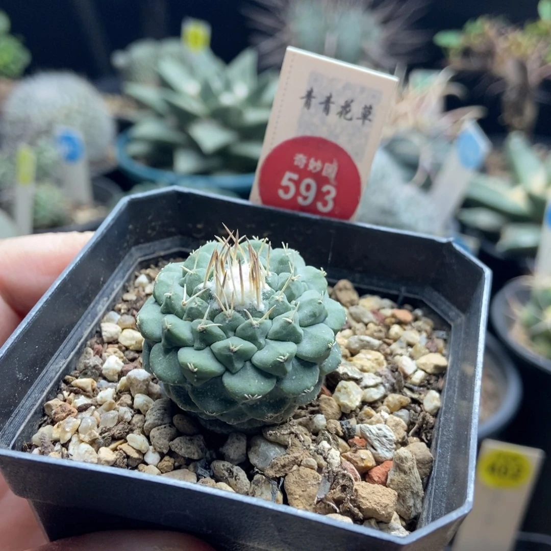 实生母本菊水3.3cm