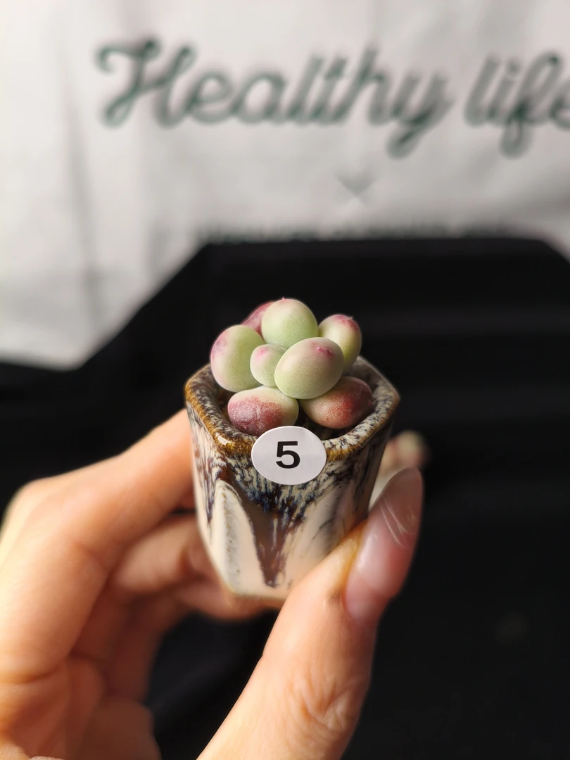 5号水蜜桃单头一物一拍奶酪