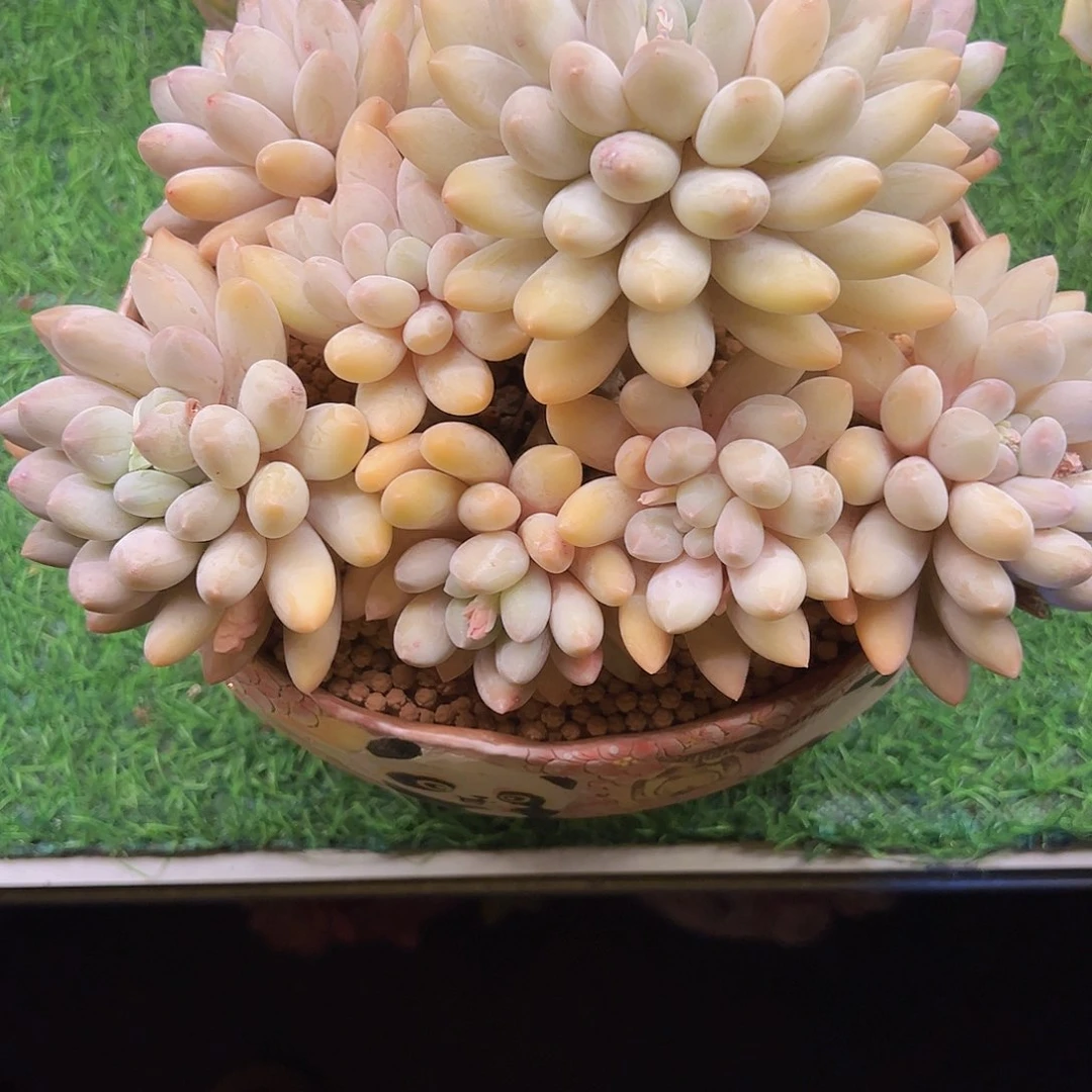 香水宝贝1111111111111111