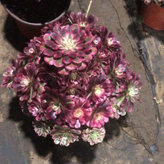 半***过无花朵红铜超白法师多肉植物766号