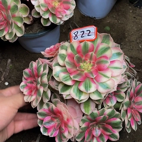 红心倾城捧花法师822号