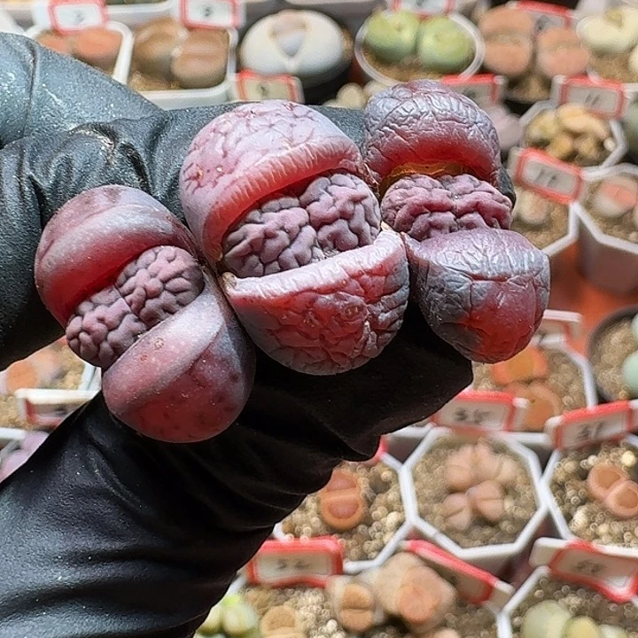 生石花233:：。  280