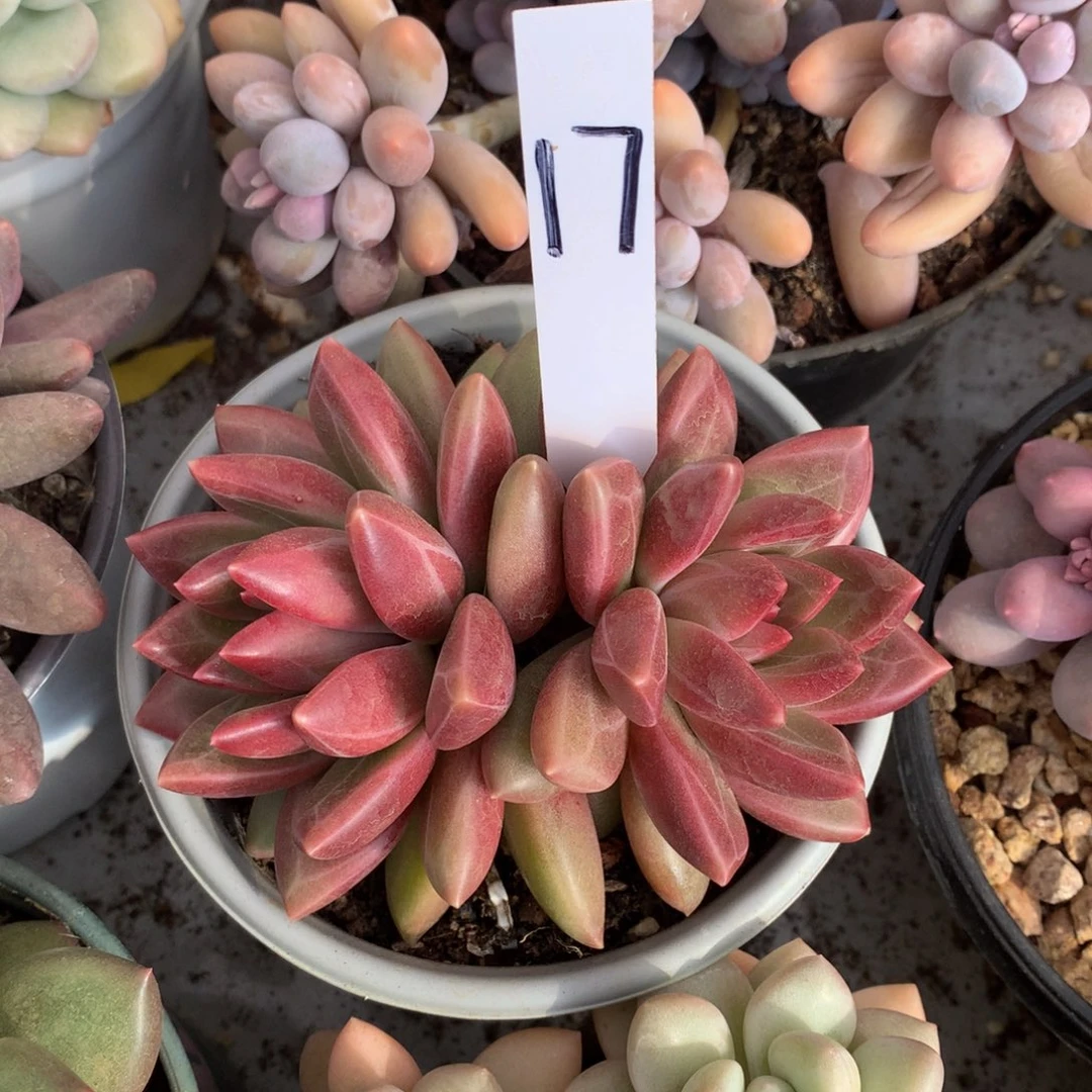 迷雾泡泡7727272722773