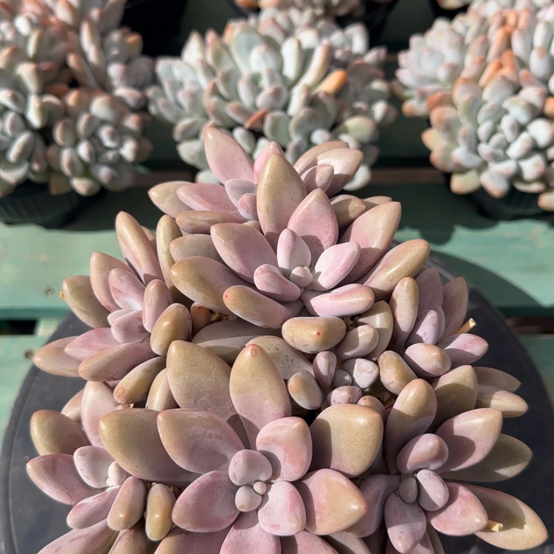 原始虞美人8头，发货点延迟