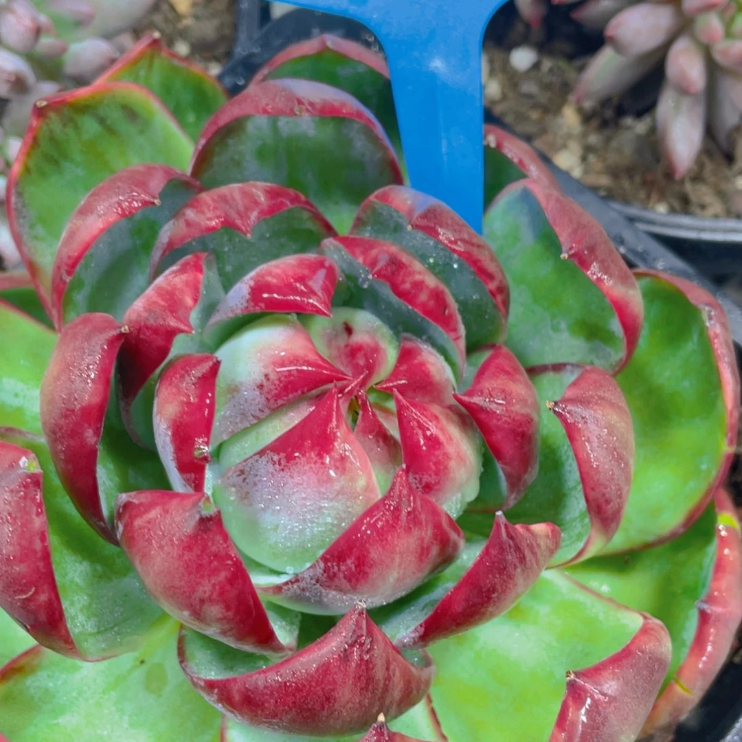 0615-24-大单头母本惊鸿仙子福利一颗