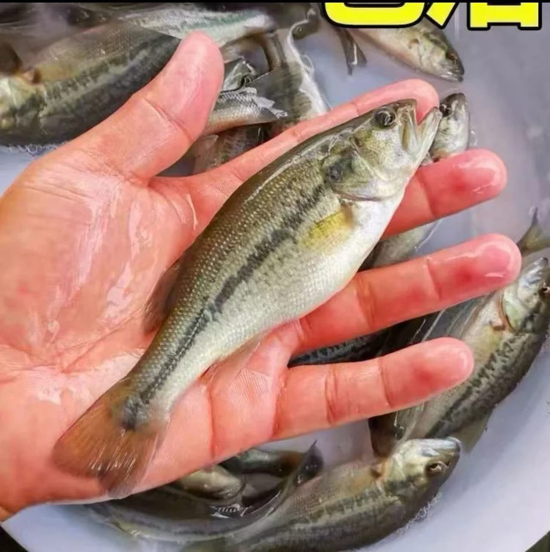 淡水鲈鱼加州鲈鱼活体淡水养殖观赏