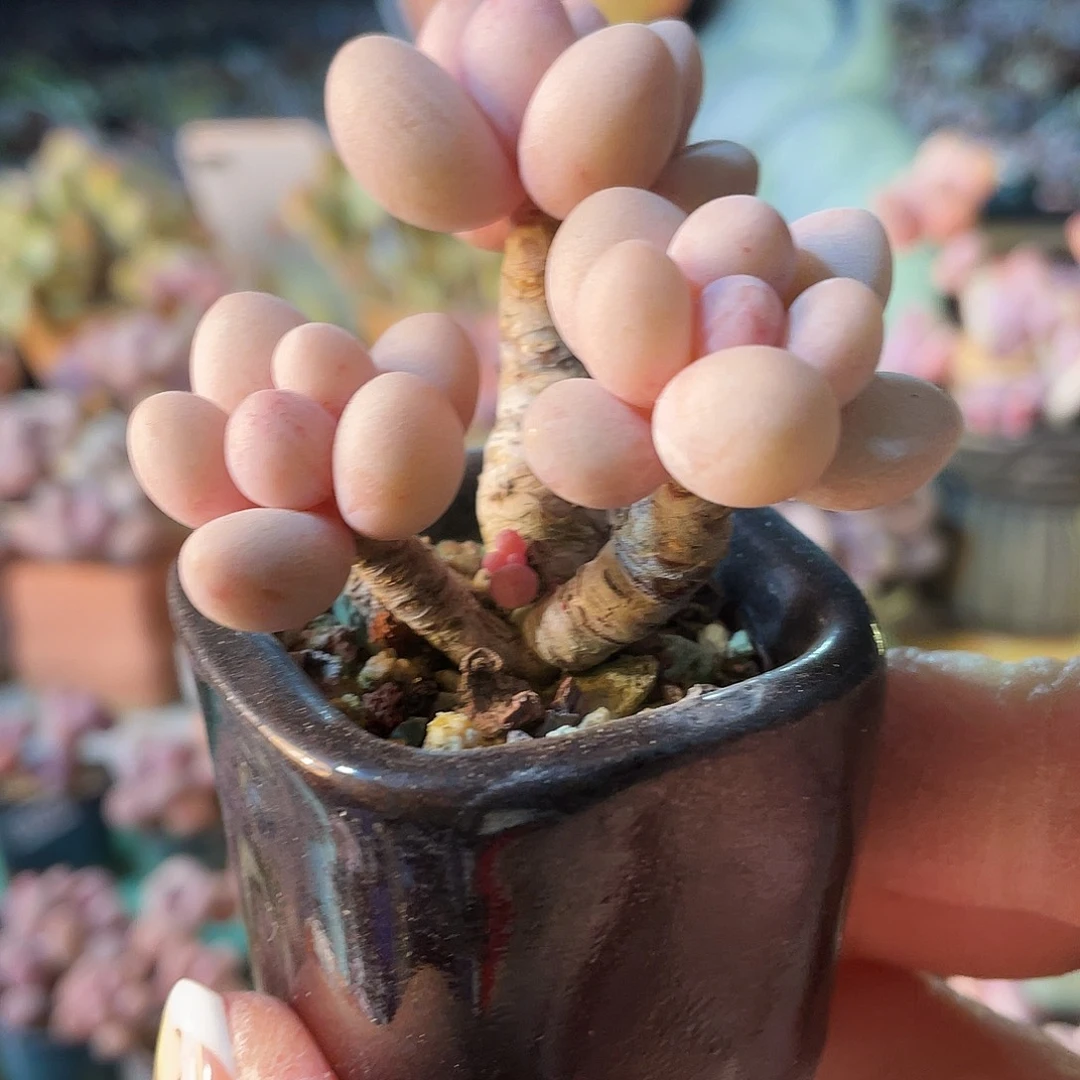 株****发多肉植物的生长发育与生长