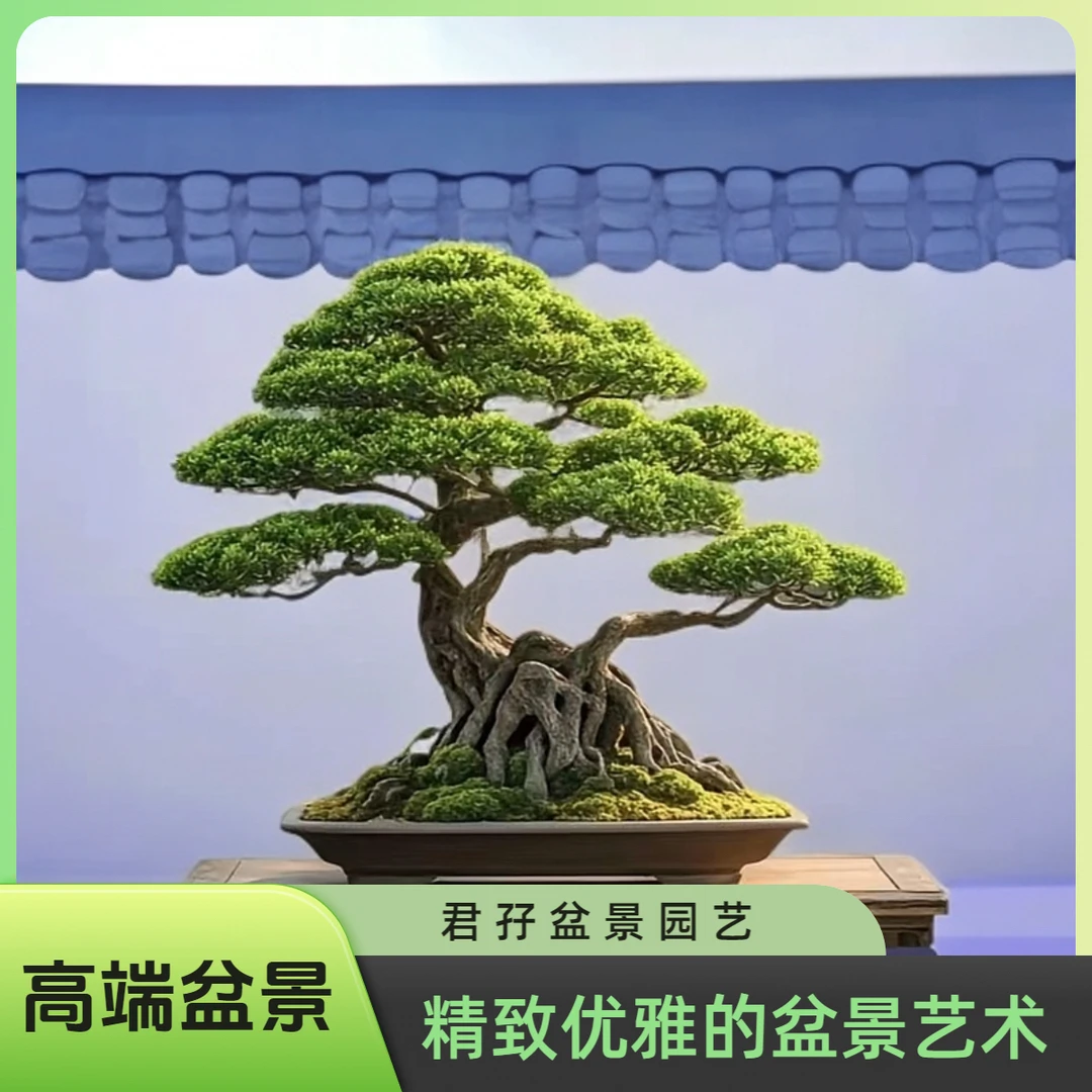 四季常青耐寒室内室内客厅大迎客松植物罗汉松罗汉松迎客松盆景