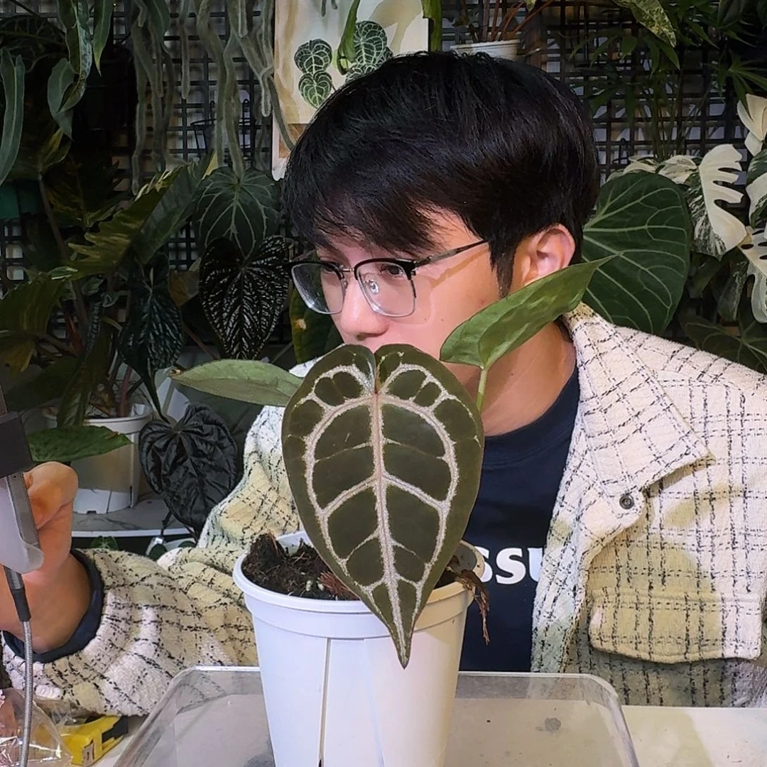 不开花植物G923粉脉小钻石