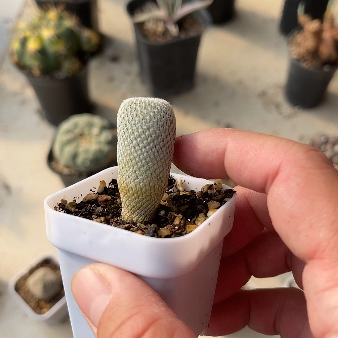 实生月世界仙人球一物一拍