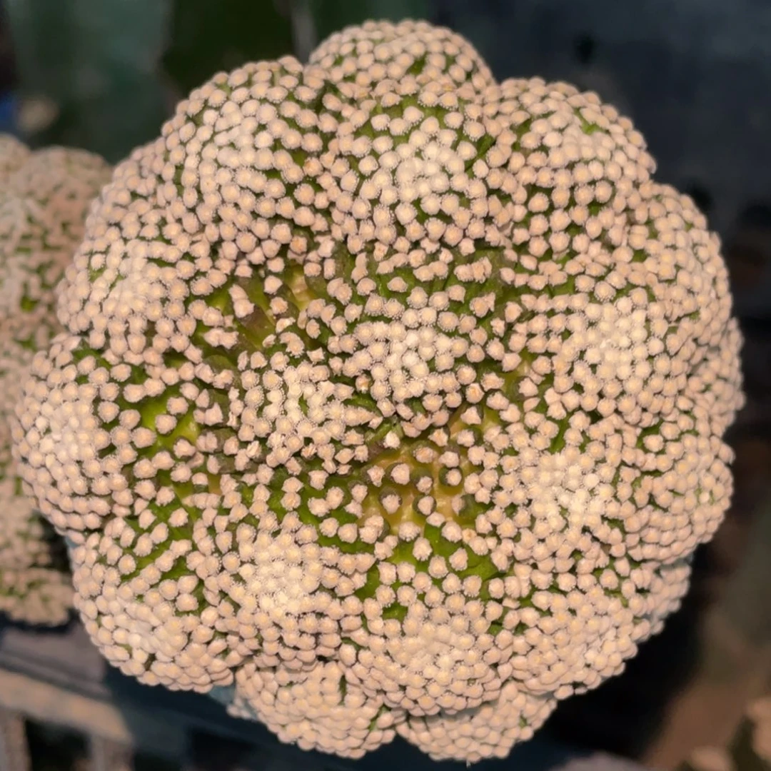 全部花朵苗接松针牡丹003