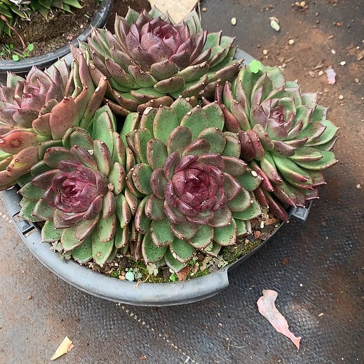 美肉特价活动开始了