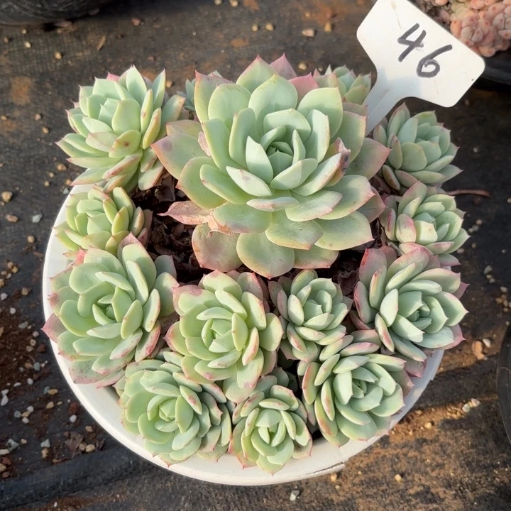 多肉植物，恋曲46号